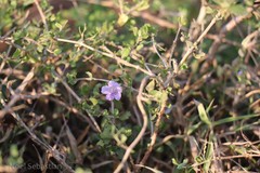 Dyschoriste litoralis